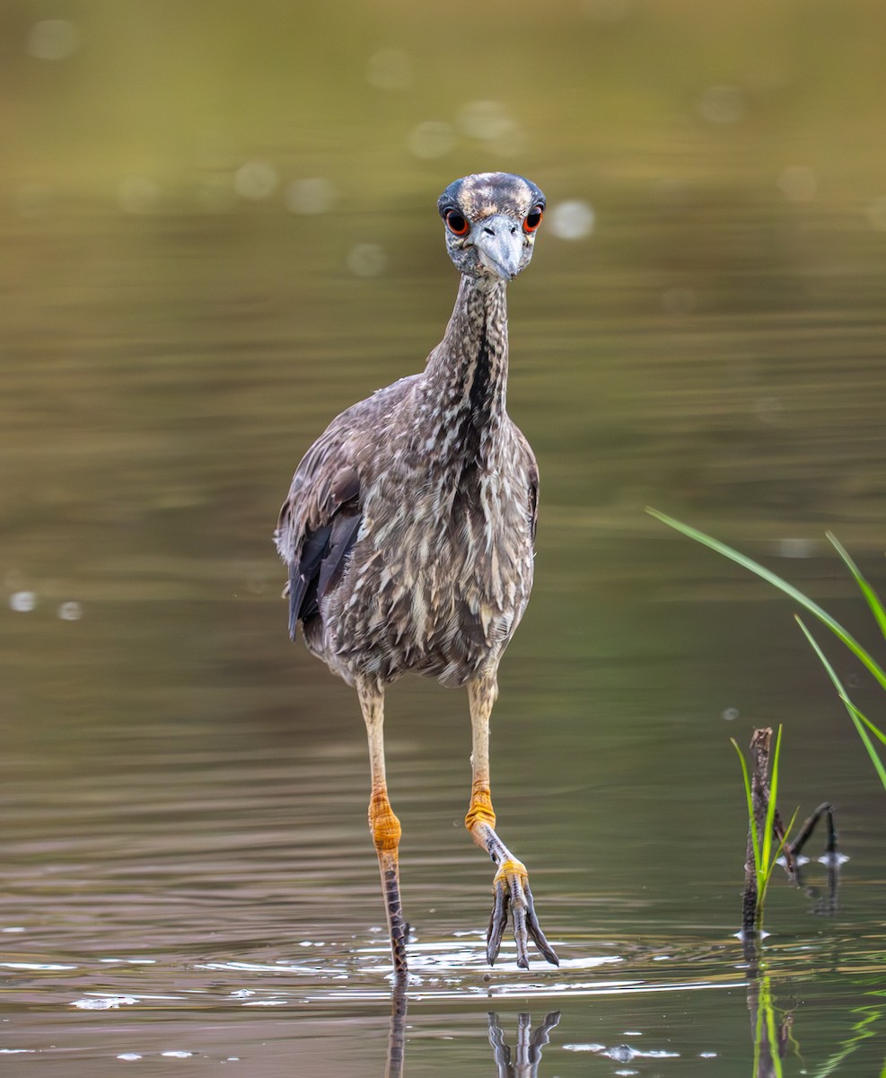 Yellow-crowned Night Heron - ML620692295