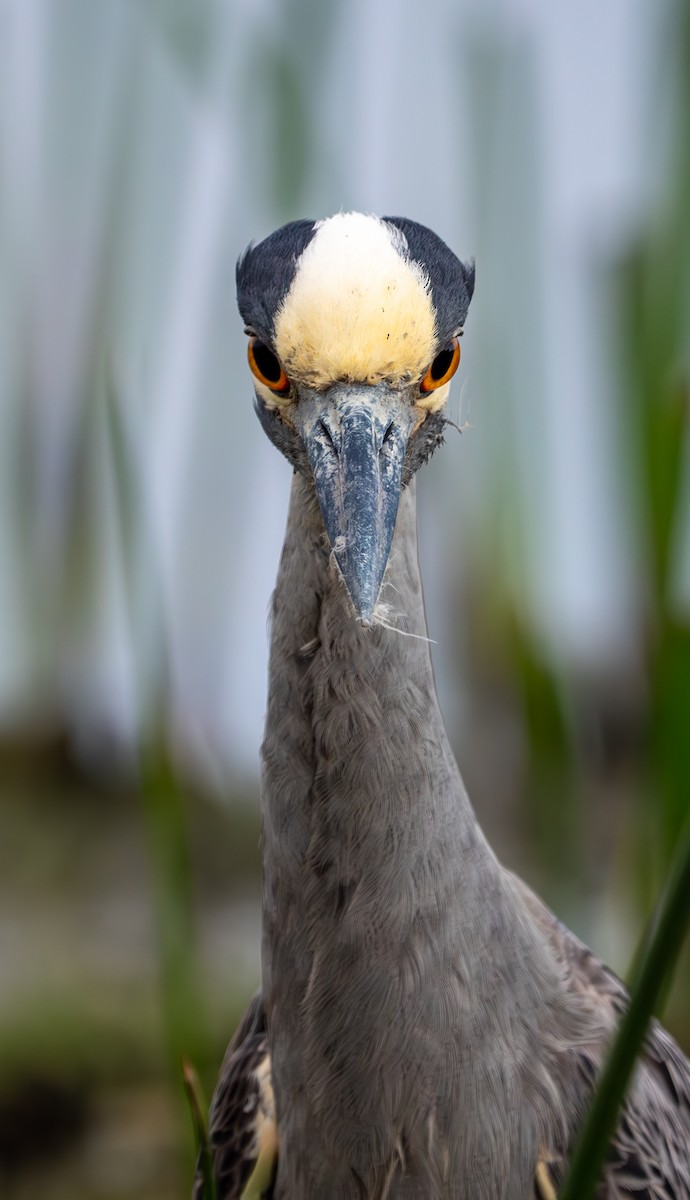 Yellow-crowned Night Heron - ML620692296