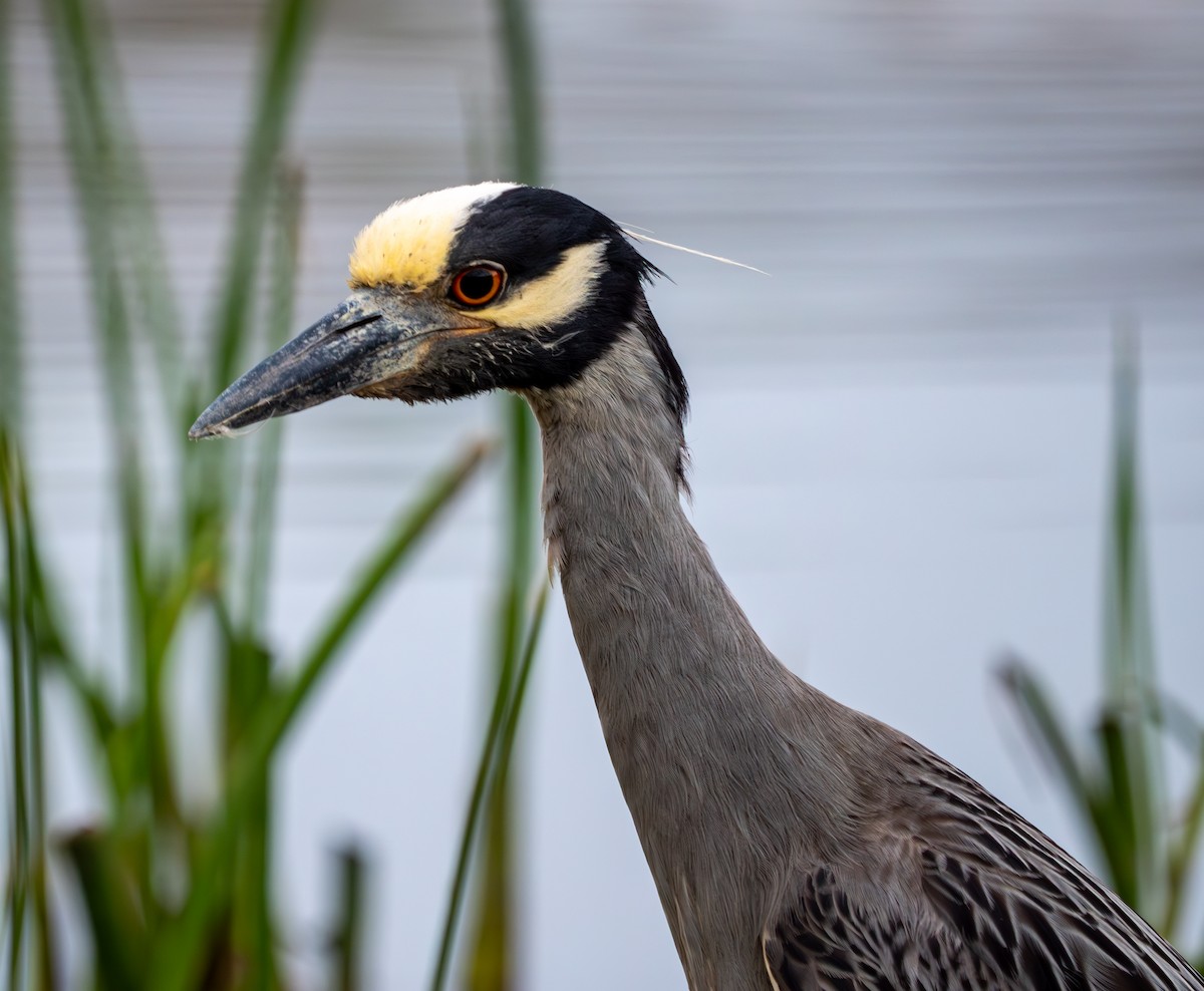 Yellow-crowned Night Heron - Cathy Tucker