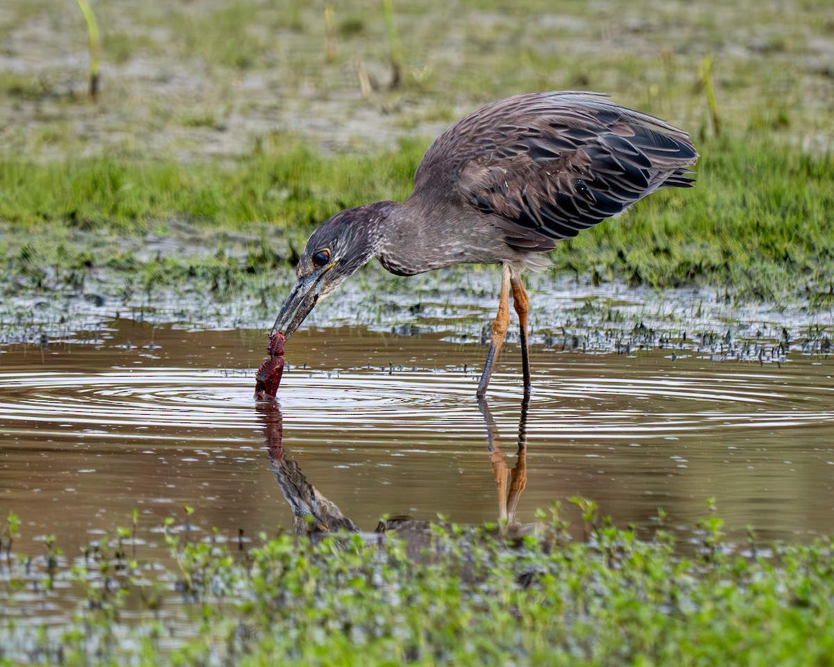 Yellow-crowned Night Heron - ML620692298