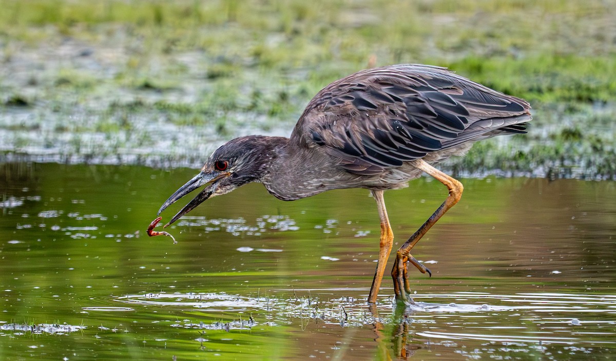 Yellow-crowned Night Heron - ML620692299