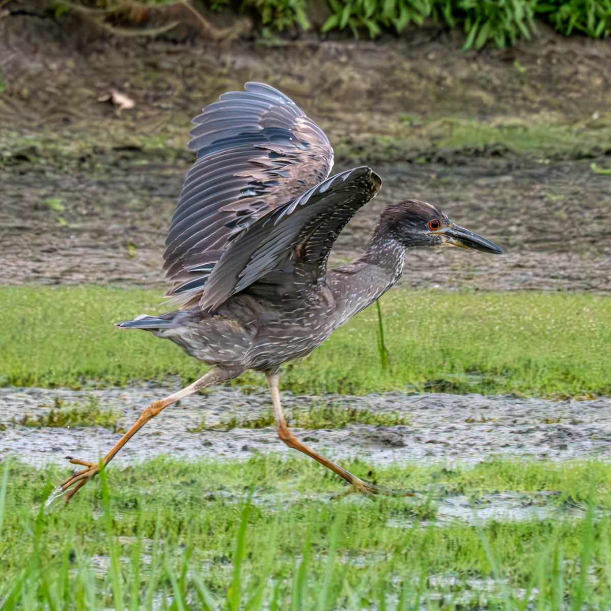 Yellow-crowned Night Heron - ML620692300