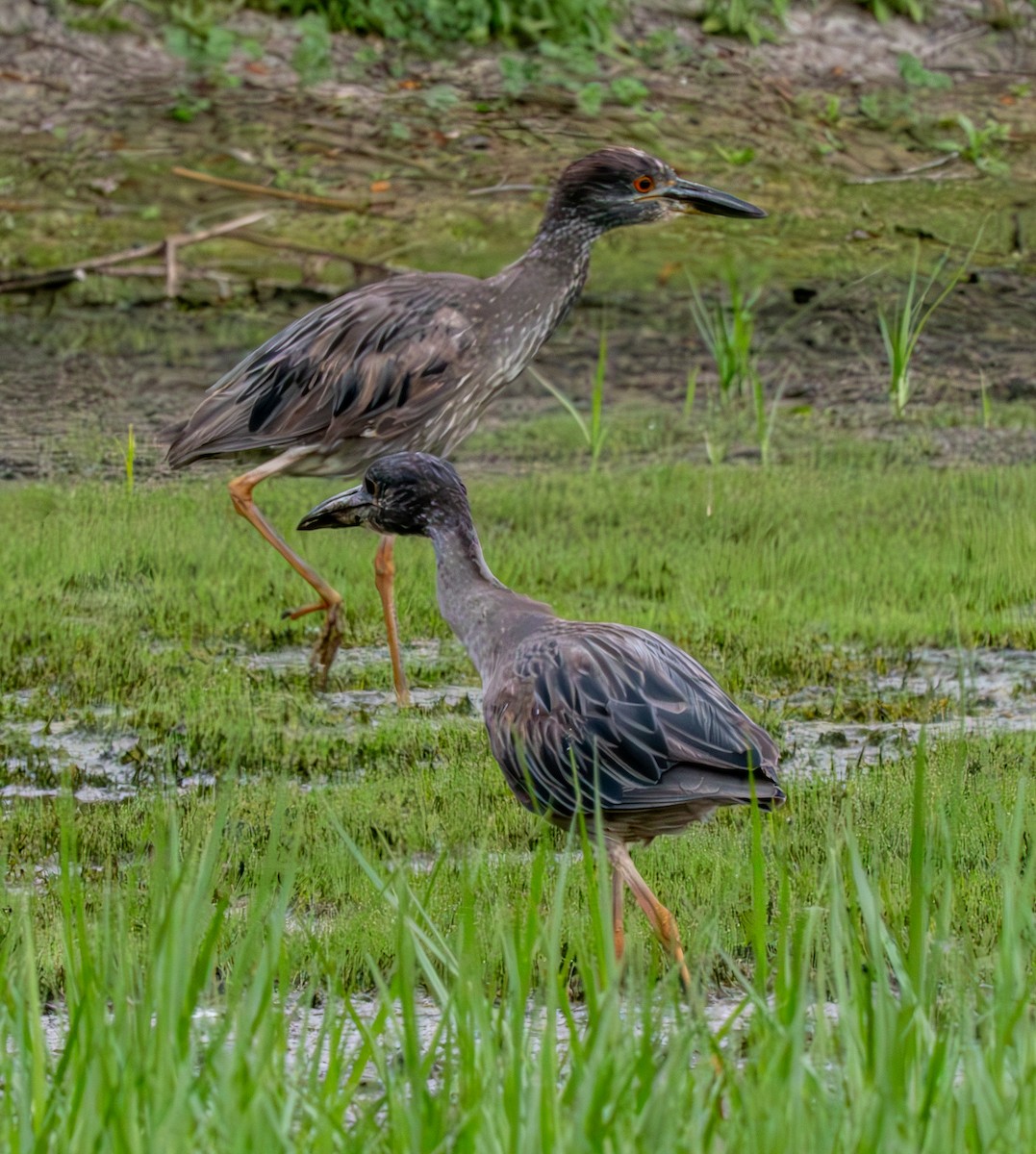 Yellow-crowned Night Heron - ML620692302