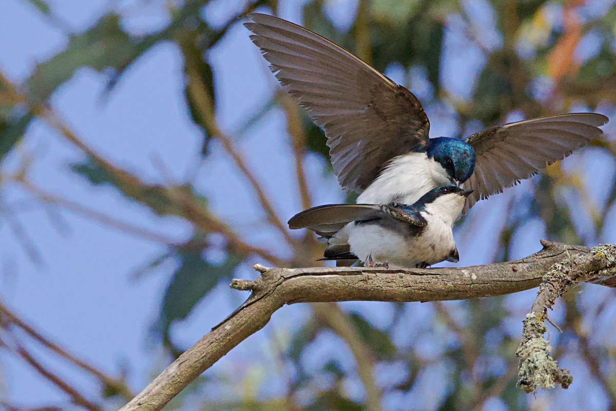 Tree Swallow - ML620692305