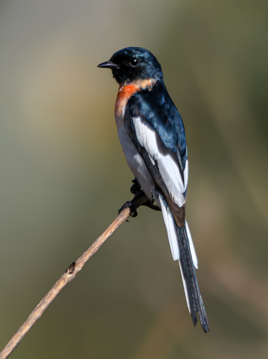 White-bellied Minivet - ML620692315