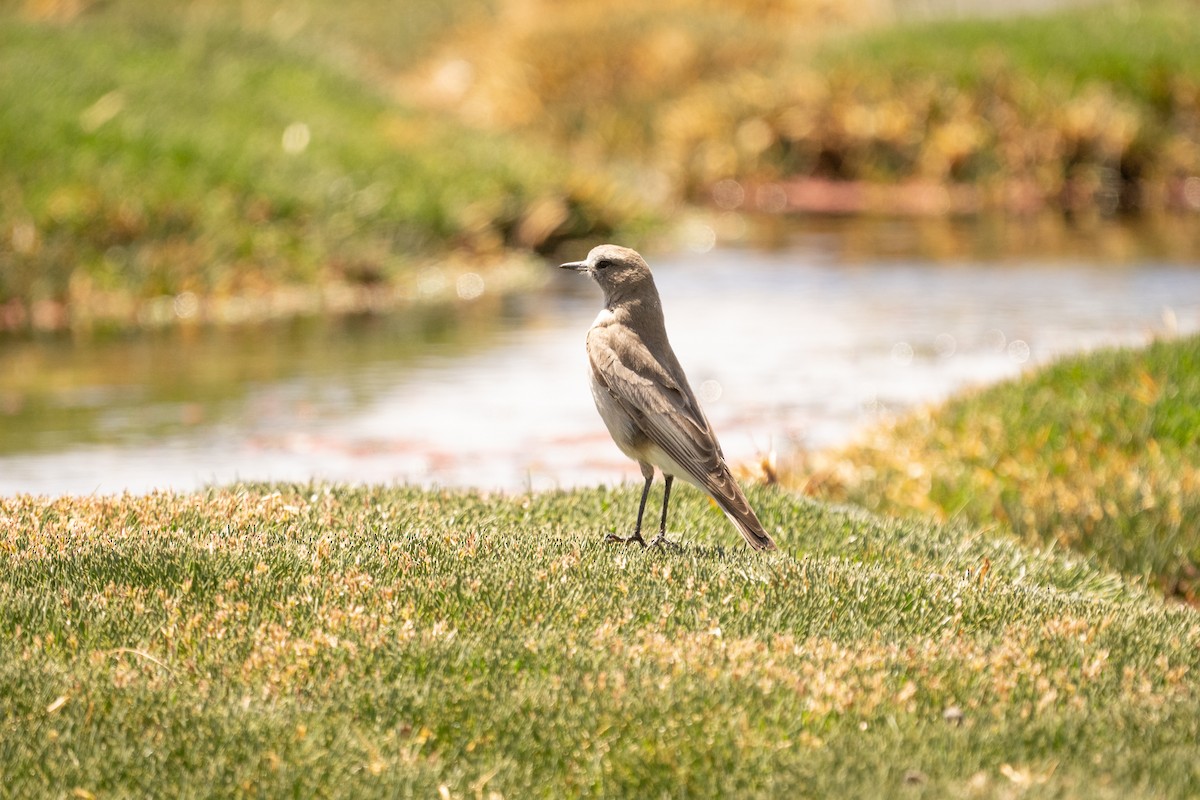 White-fronted Ground-Tyrant - ML620692316