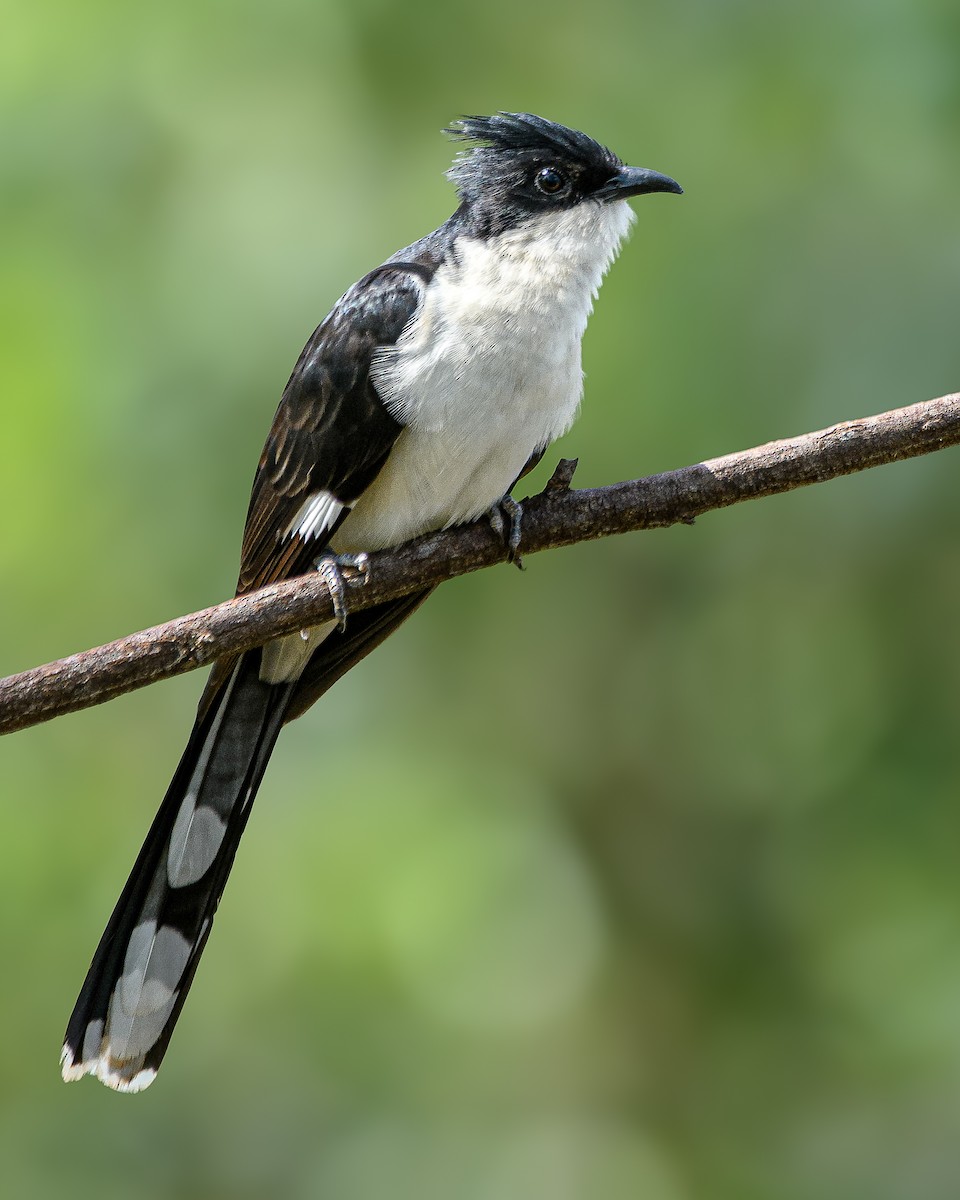 Pied Cuckoo - ML620692319