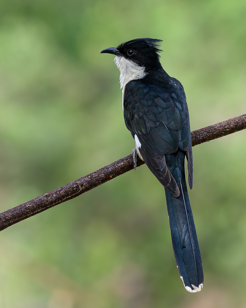 Pied Cuckoo - ML620692320