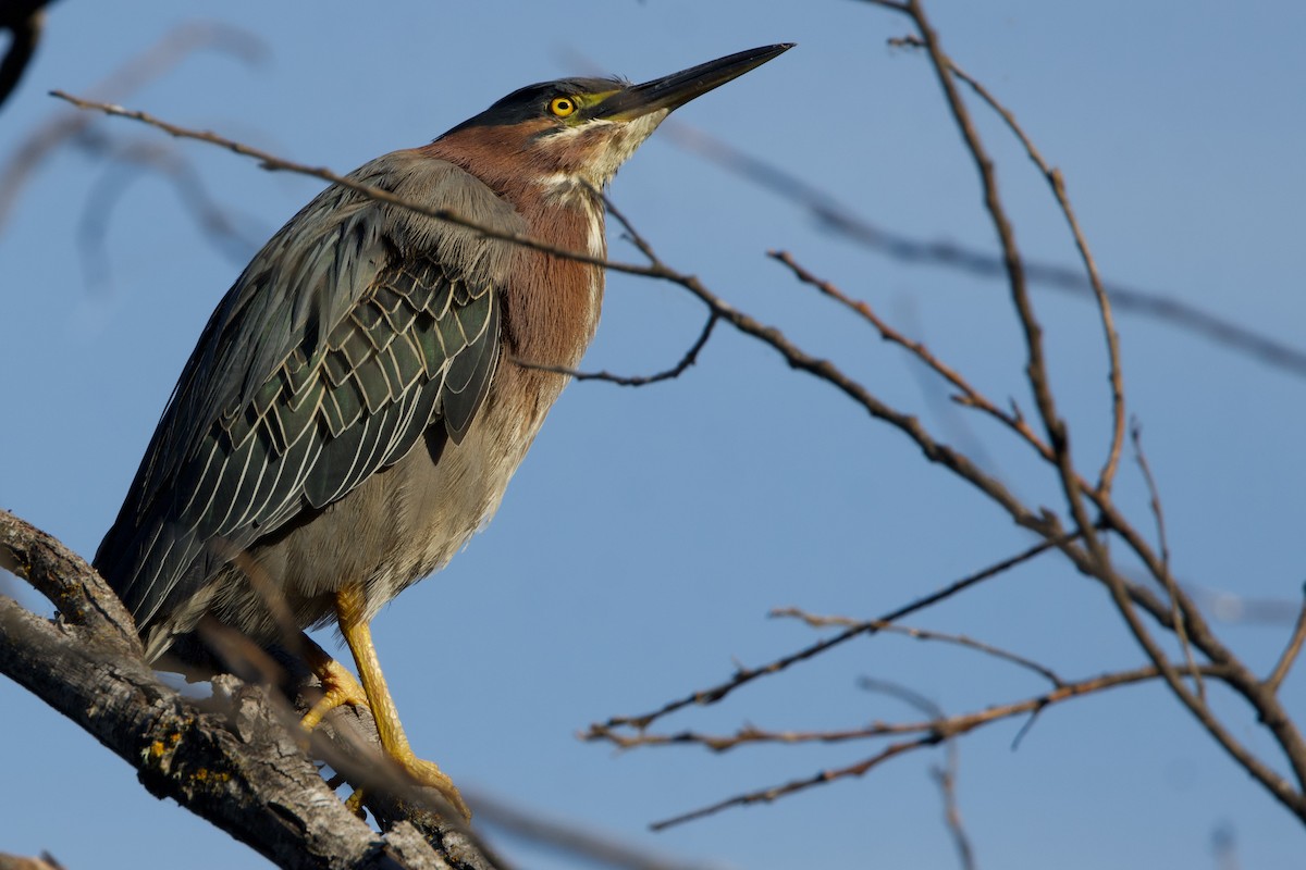 Green Heron - ML620692322