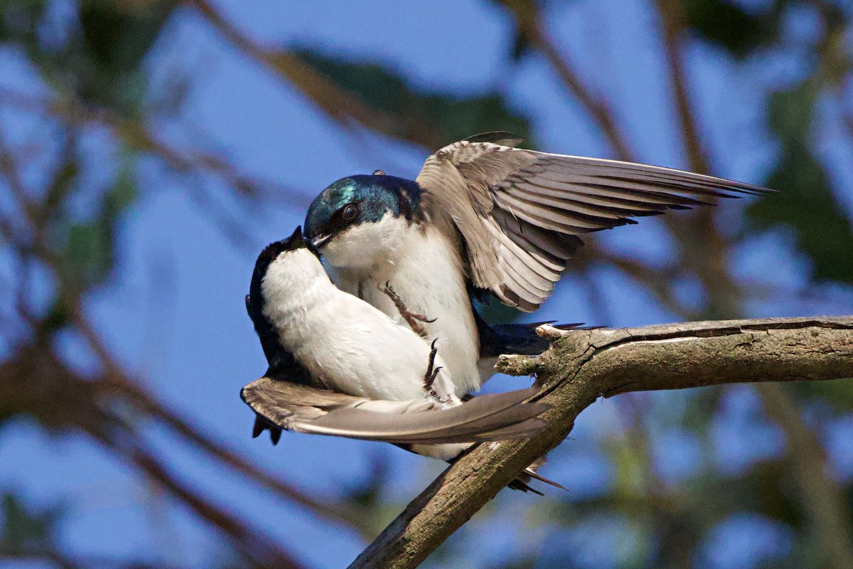 Tree Swallow - Brad Kremer