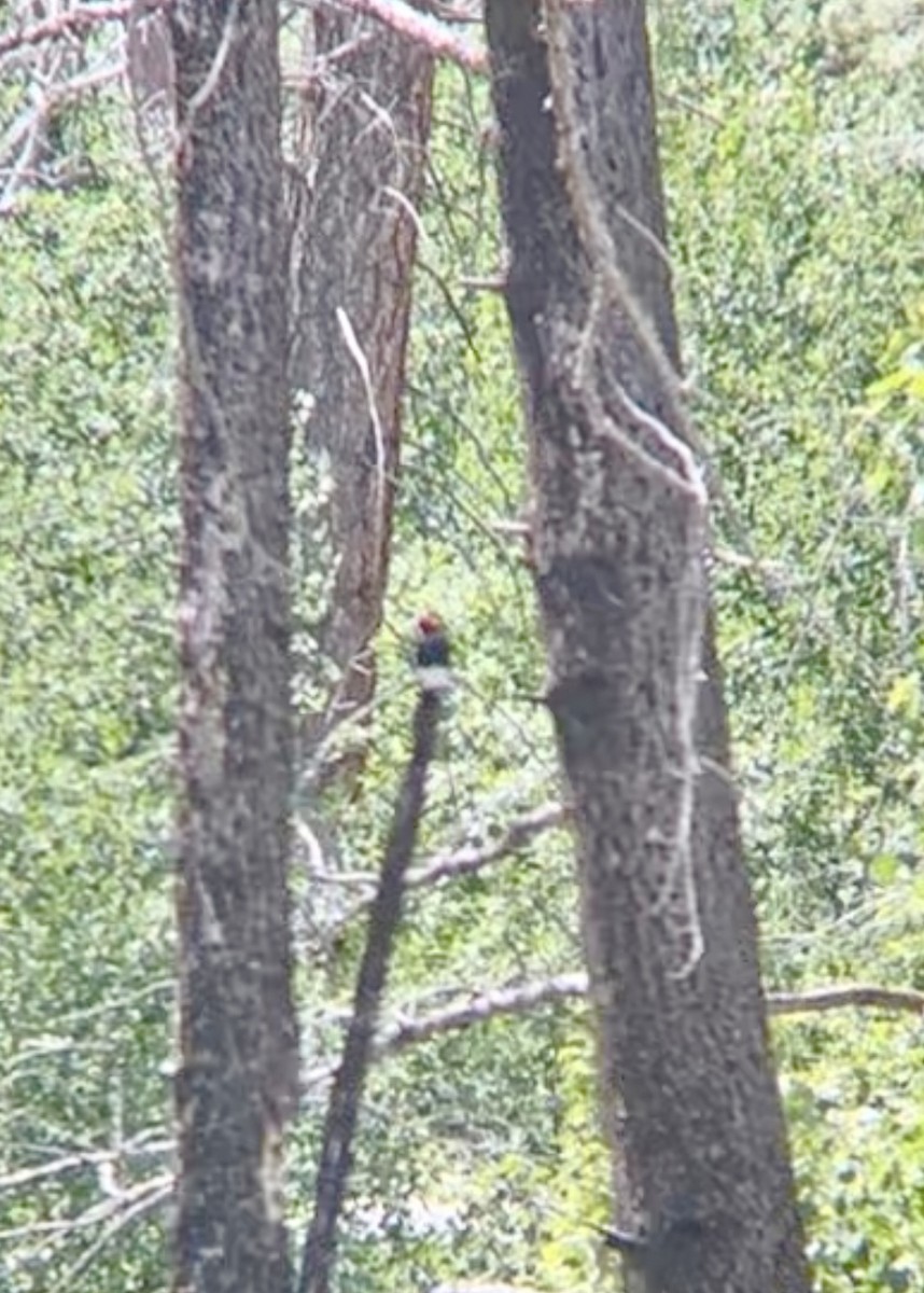 Red-headed Woodpecker - ML620692327