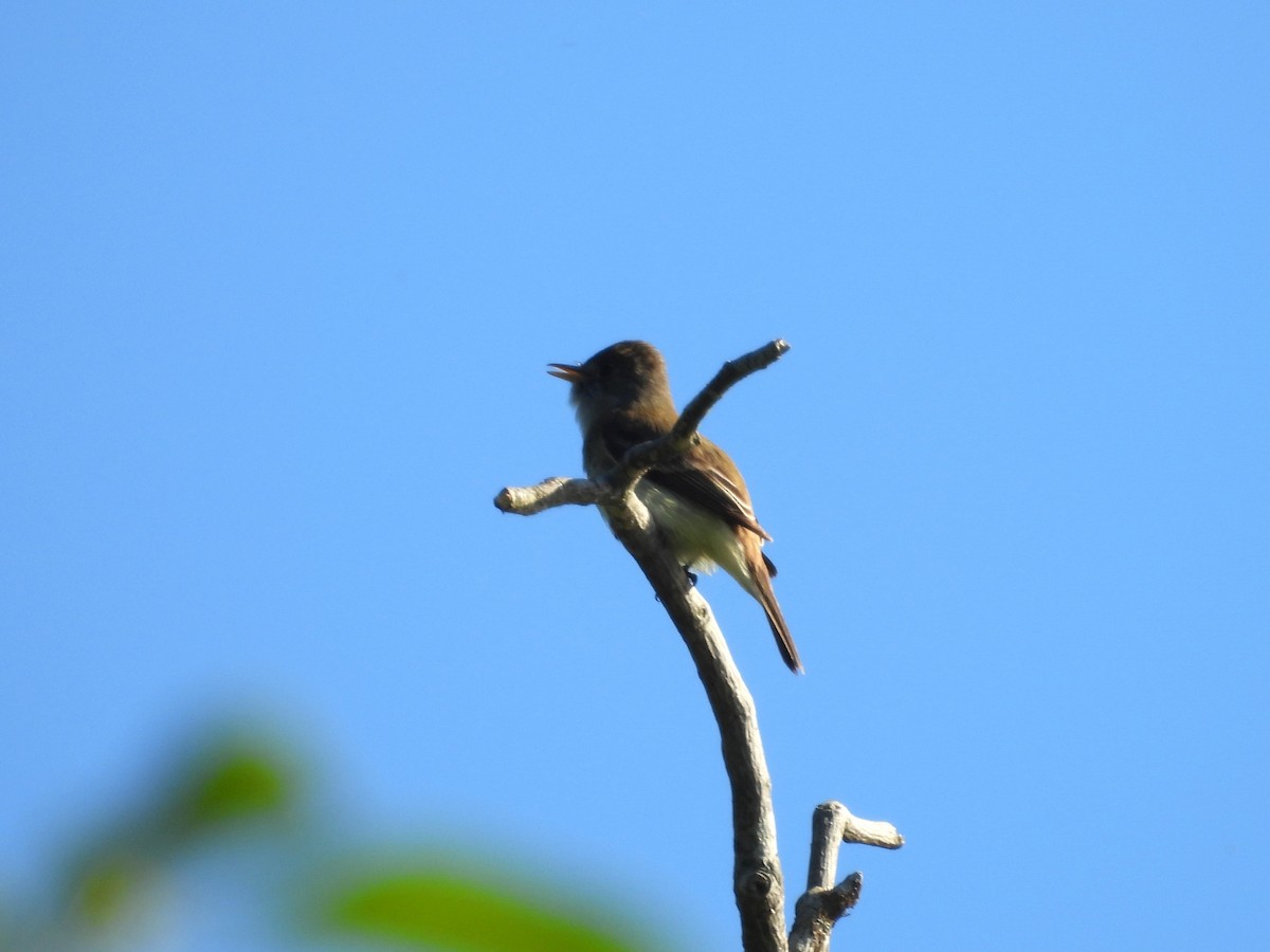 Willow Flycatcher - ML620692330