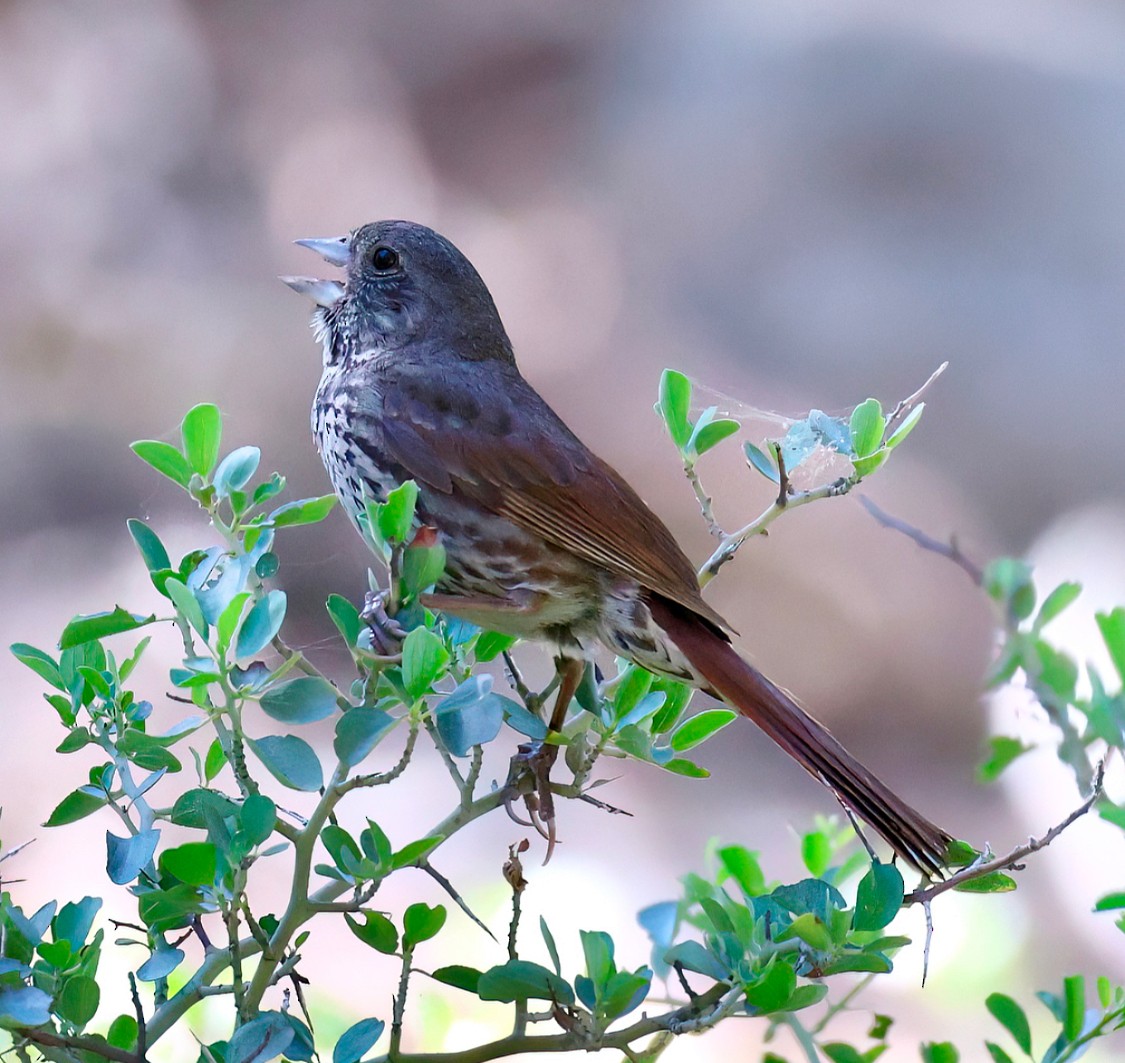 Fox Sparrow (Thick-billed) - Trish Oster