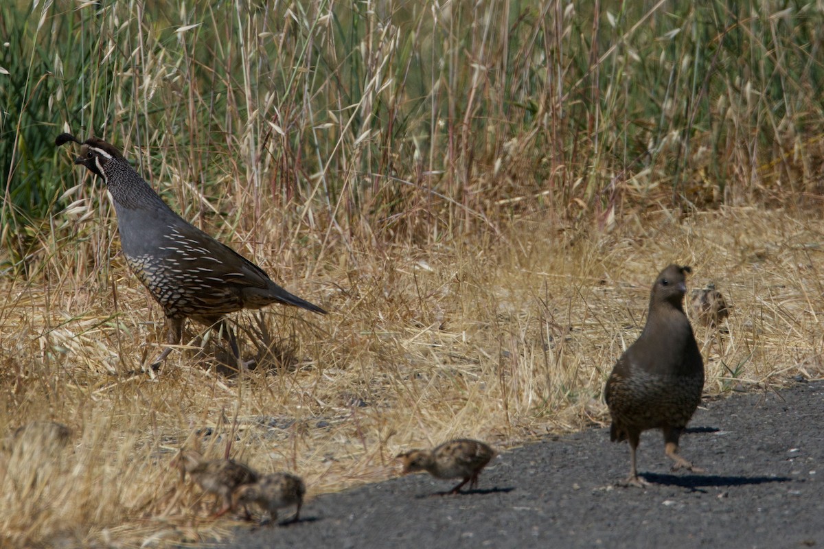 California Quail - ML620692332