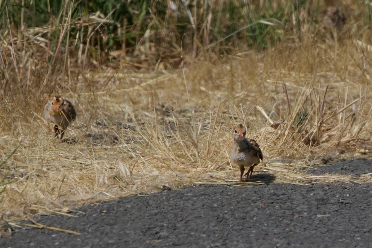 California Quail - ML620692333