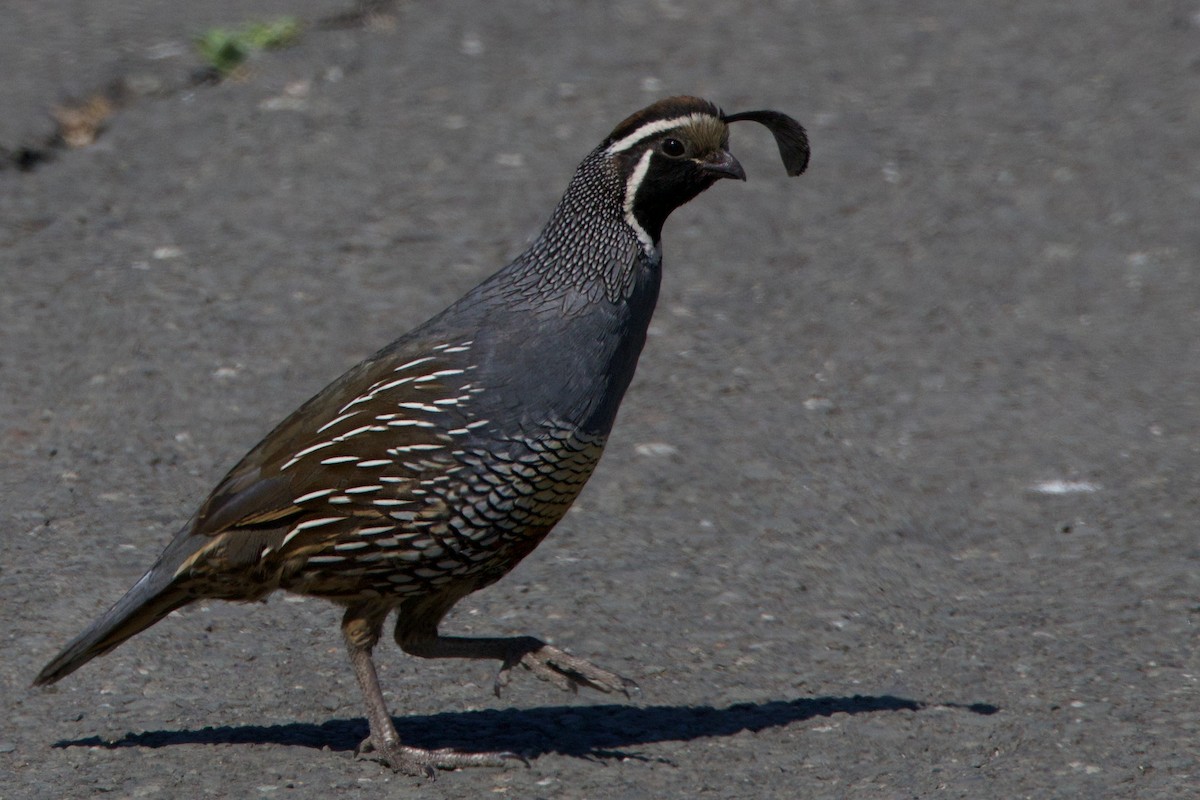 California Quail - ML620692335