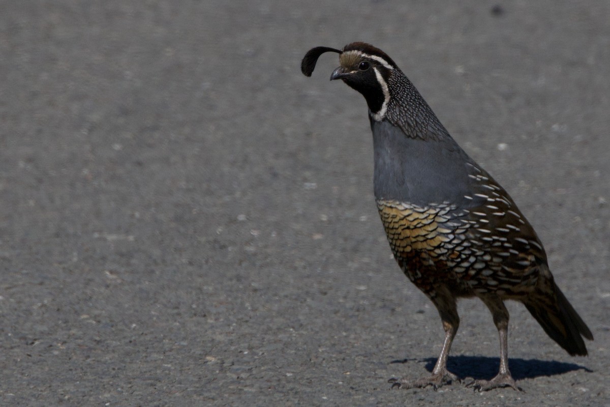 California Quail - ML620692336