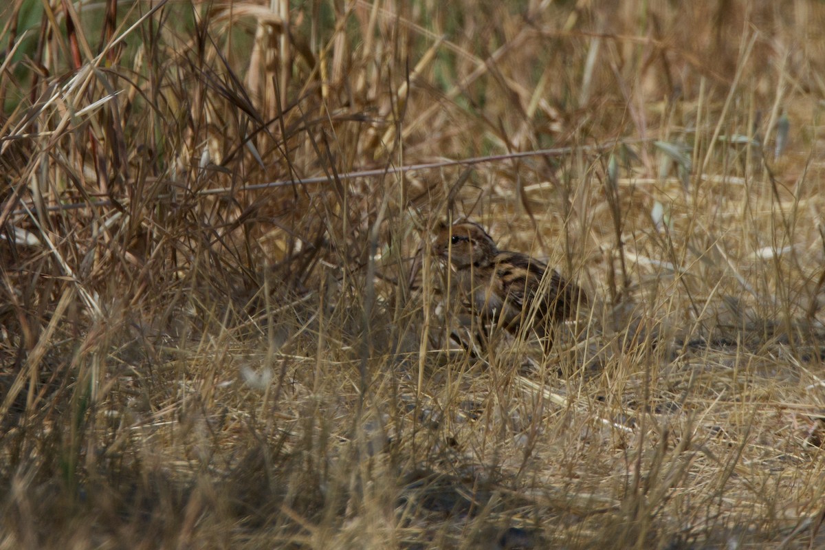 California Quail - ML620692339