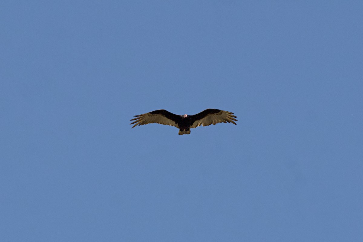 Turkey Vulture - ML620692342