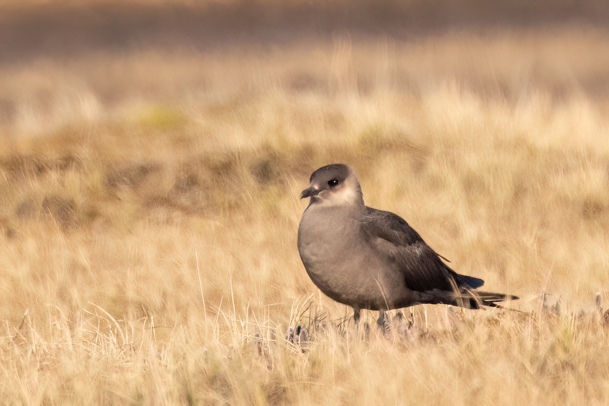 Parasitic Jaeger - ML620692343