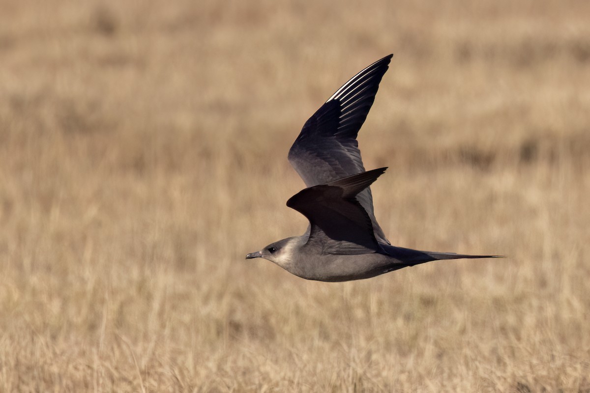 Parasitic Jaeger - ML620692344