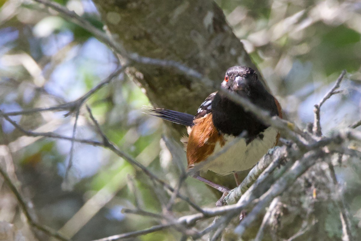 Spotted Towhee - ML620692345