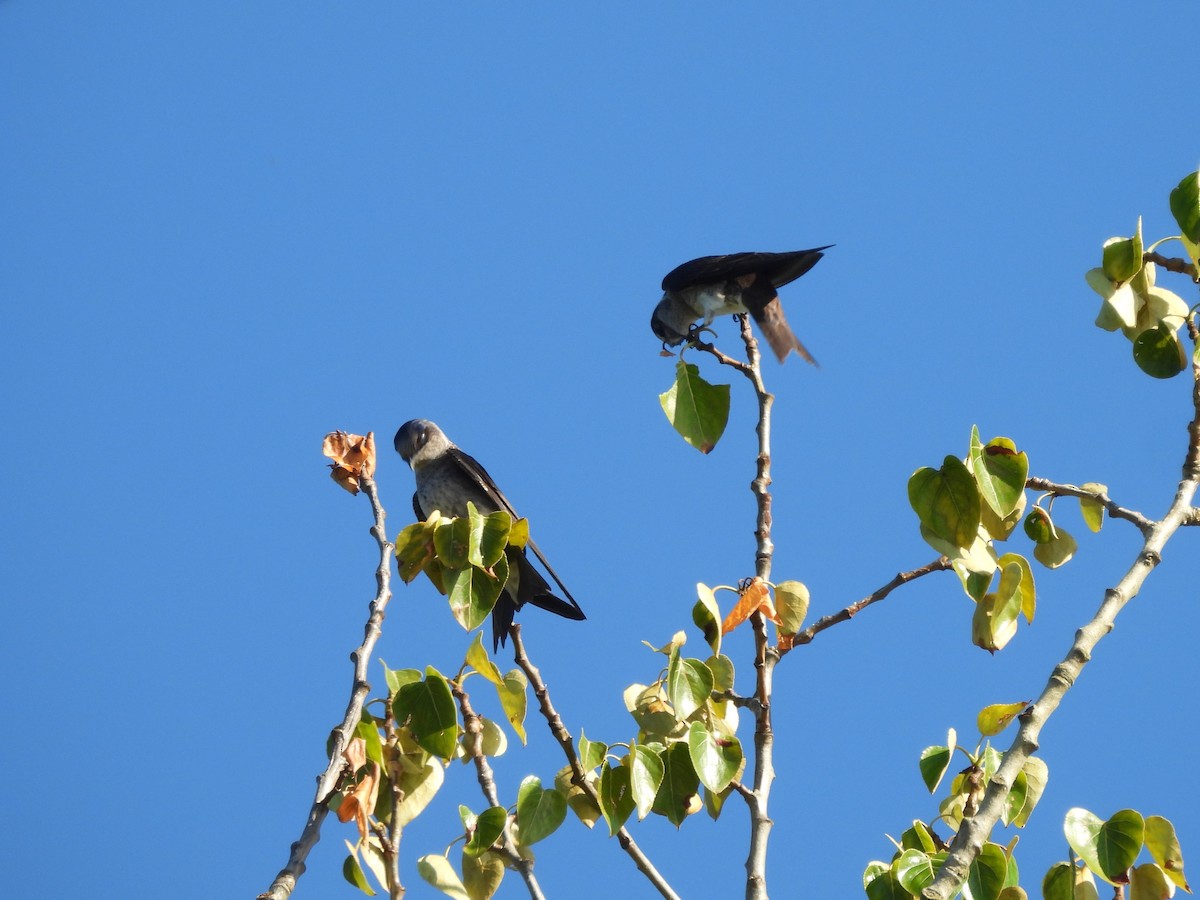 Purple Martin - ML620692348