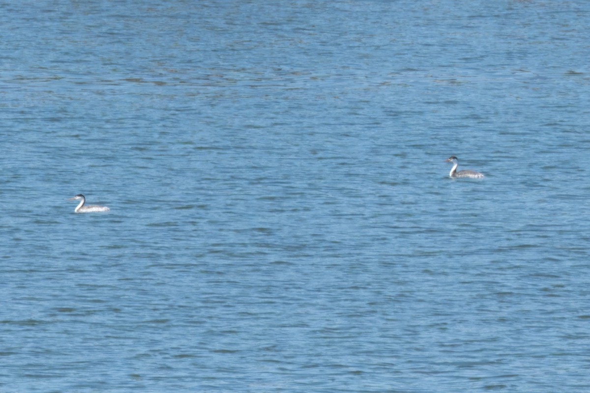 Clark's Grebe - ML620692349