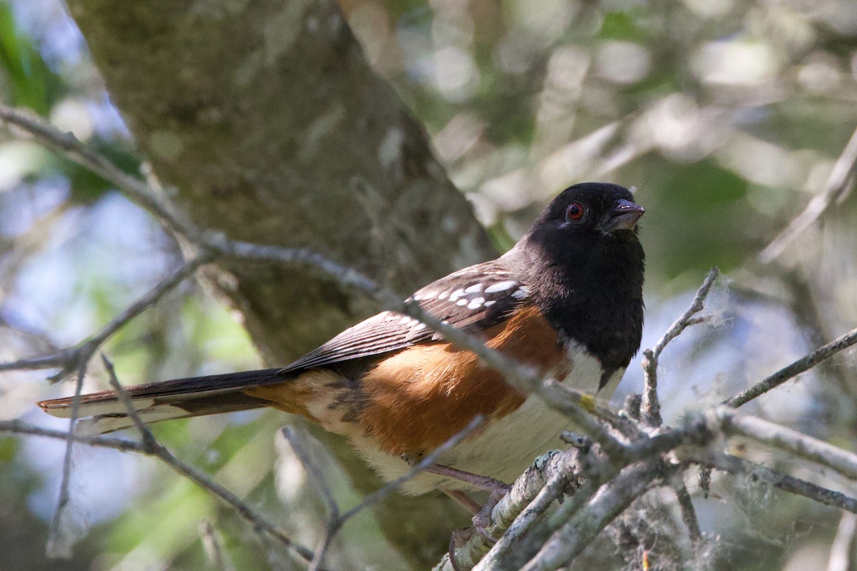 Spotted Towhee - ML620692350