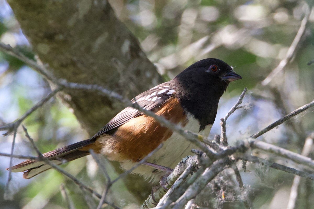 Spotted Towhee - ML620692351