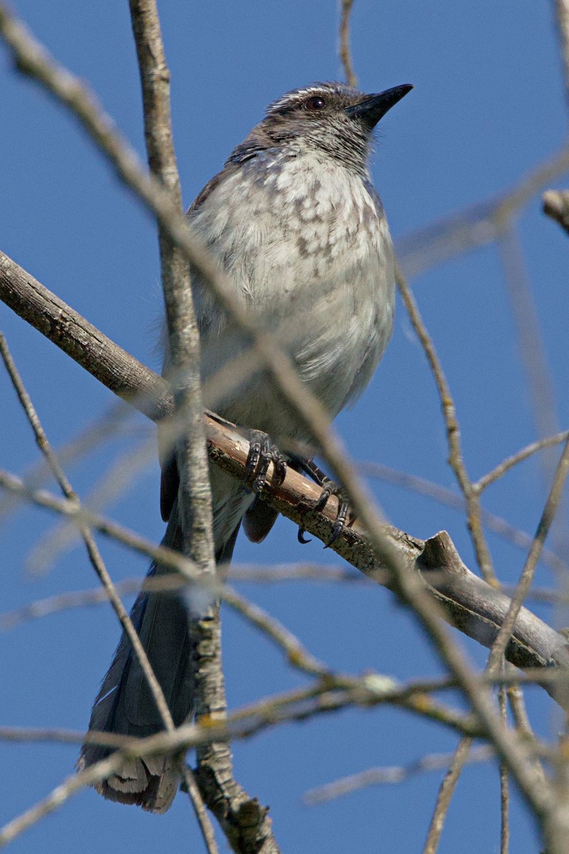 California Scrub-Jay - ML620692352