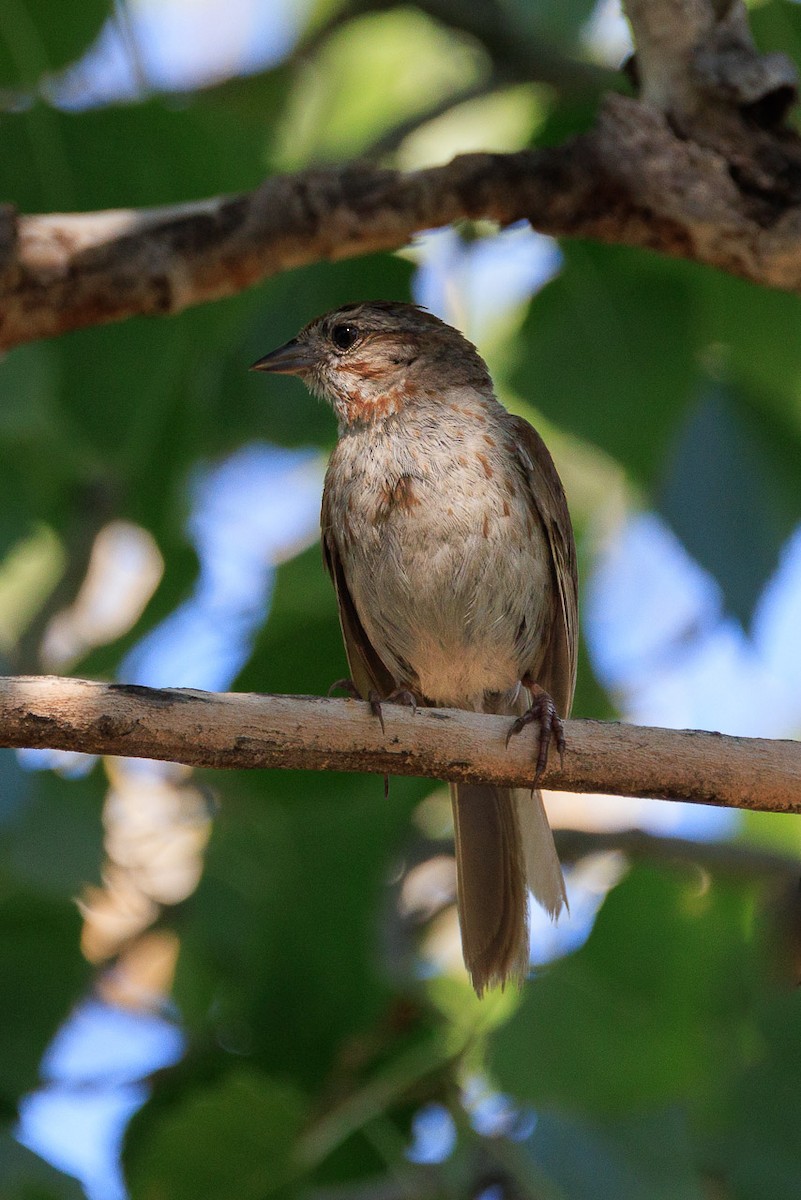 Song Sparrow - Bill Scott