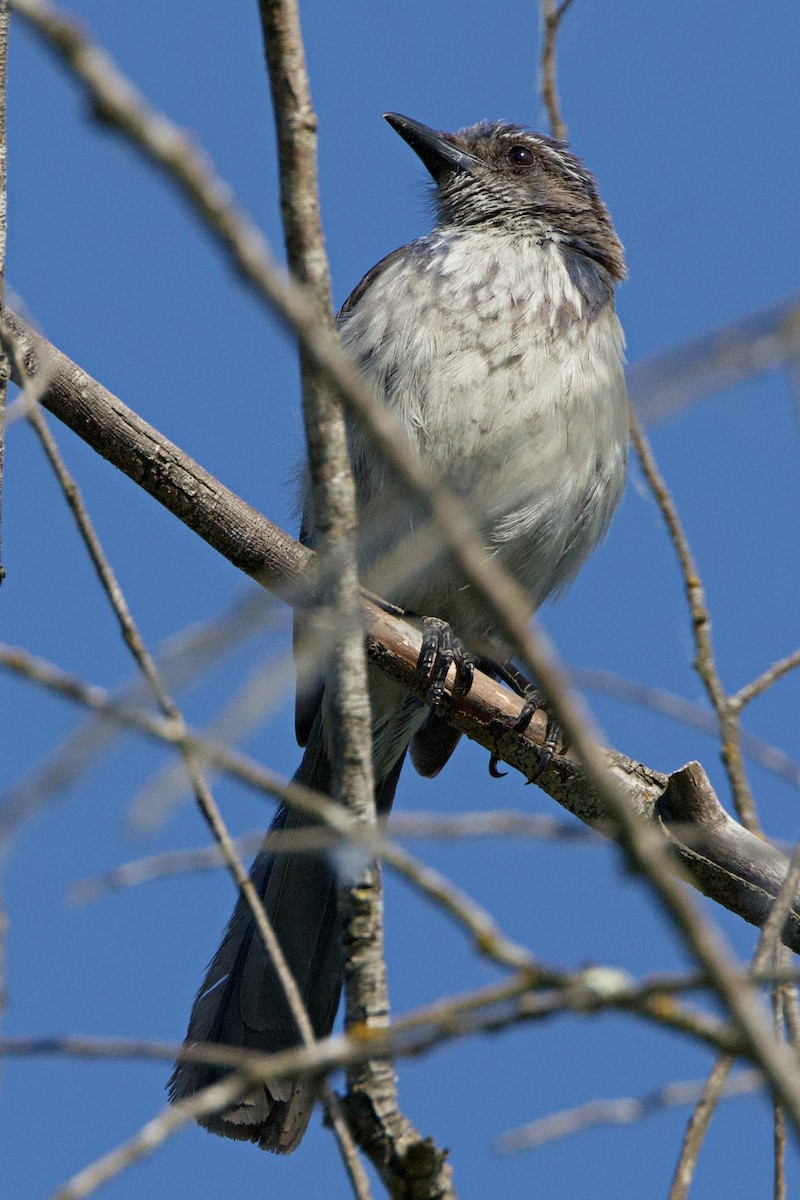 California Scrub-Jay - ML620692354