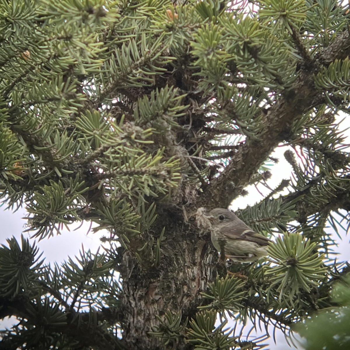 Ruby-crowned Kinglet - ML620692355