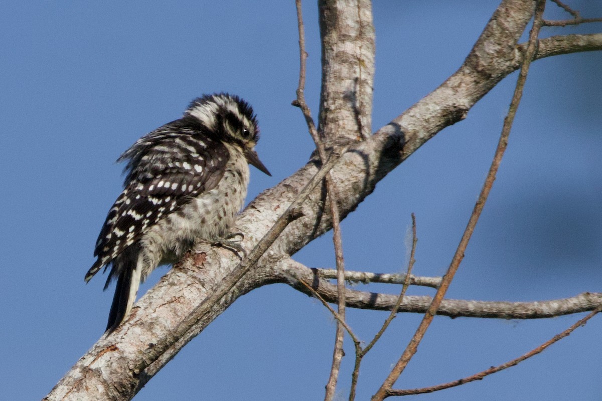 Downy Woodpecker - ML620692357