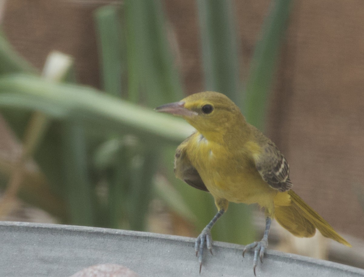 Hooded Oriole - ML620692358