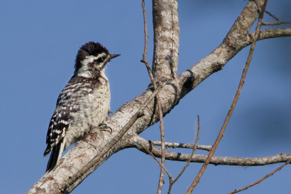 Downy Woodpecker - ML620692359