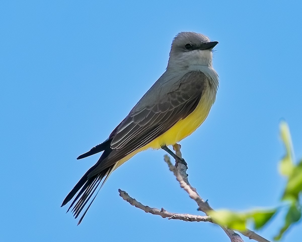 Western Kingbird - ML620692360