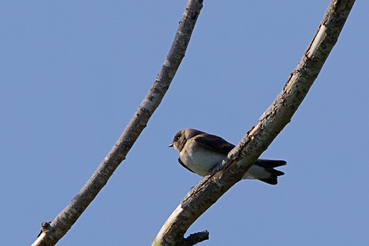 Golondrina Aserrada - ML620692361