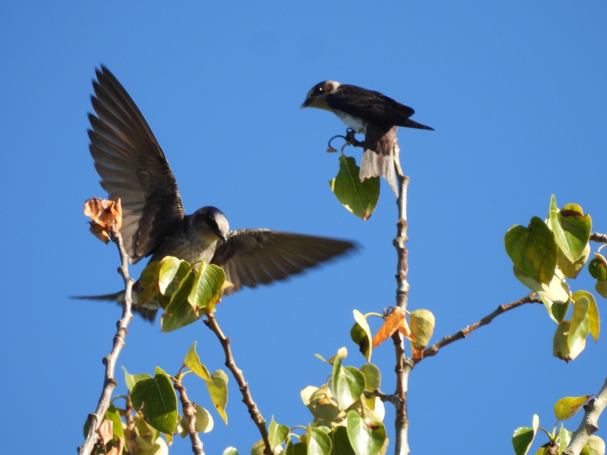 Purple Martin - ML620692362