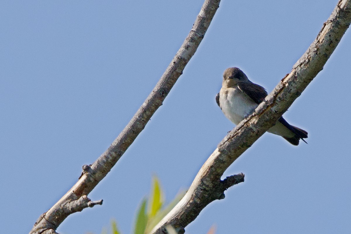 Hirondelle à ailes hérissées - ML620692363