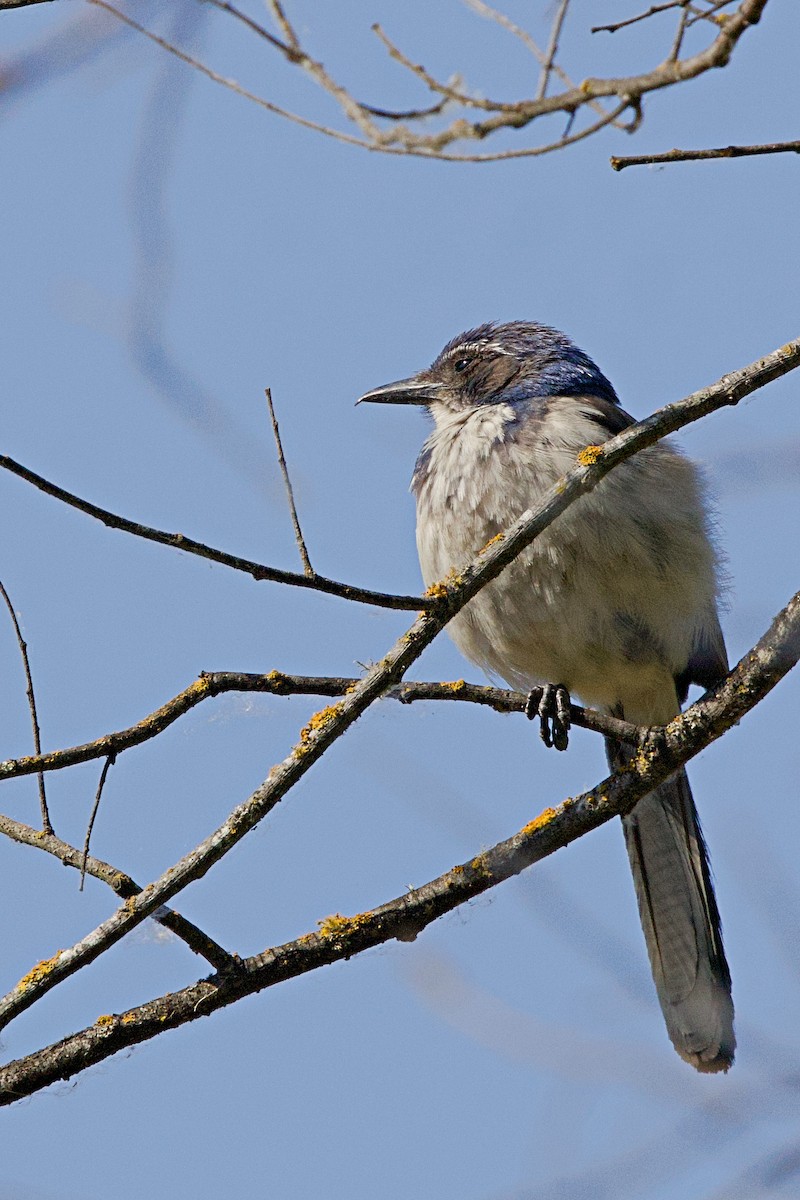 California Scrub-Jay - ML620692366