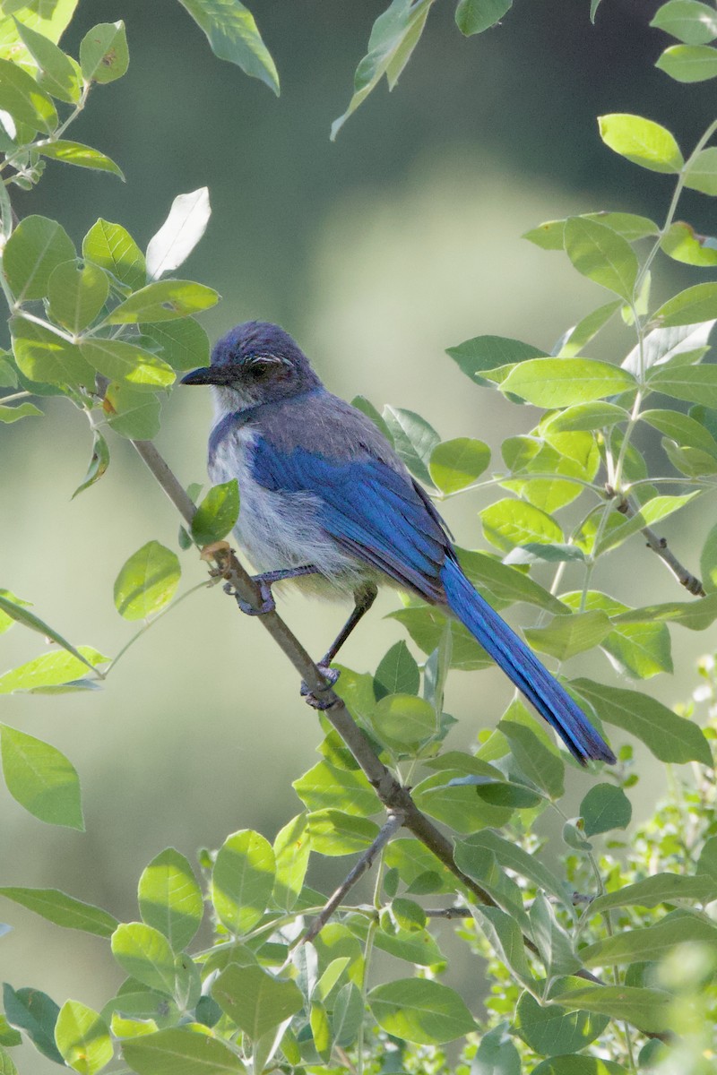 California Scrub-Jay - ML620692367