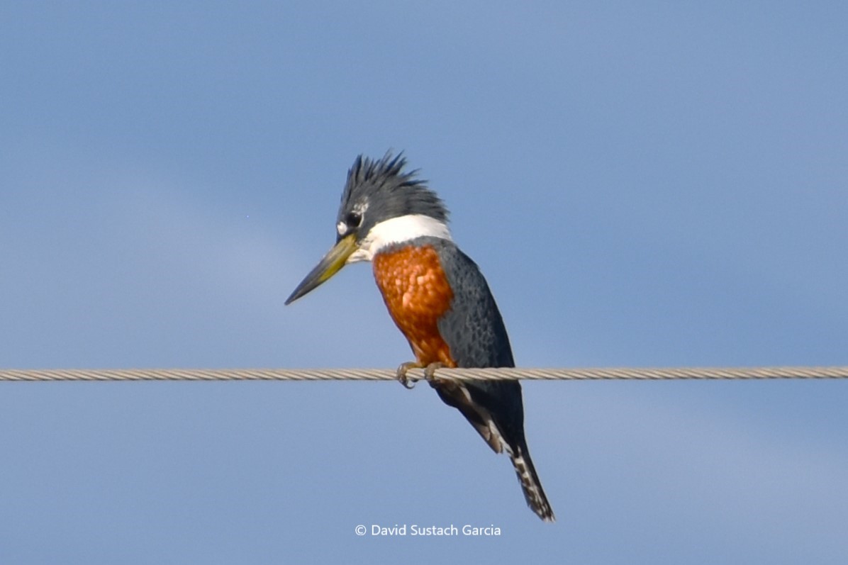 Ringed Kingfisher - ML620692369