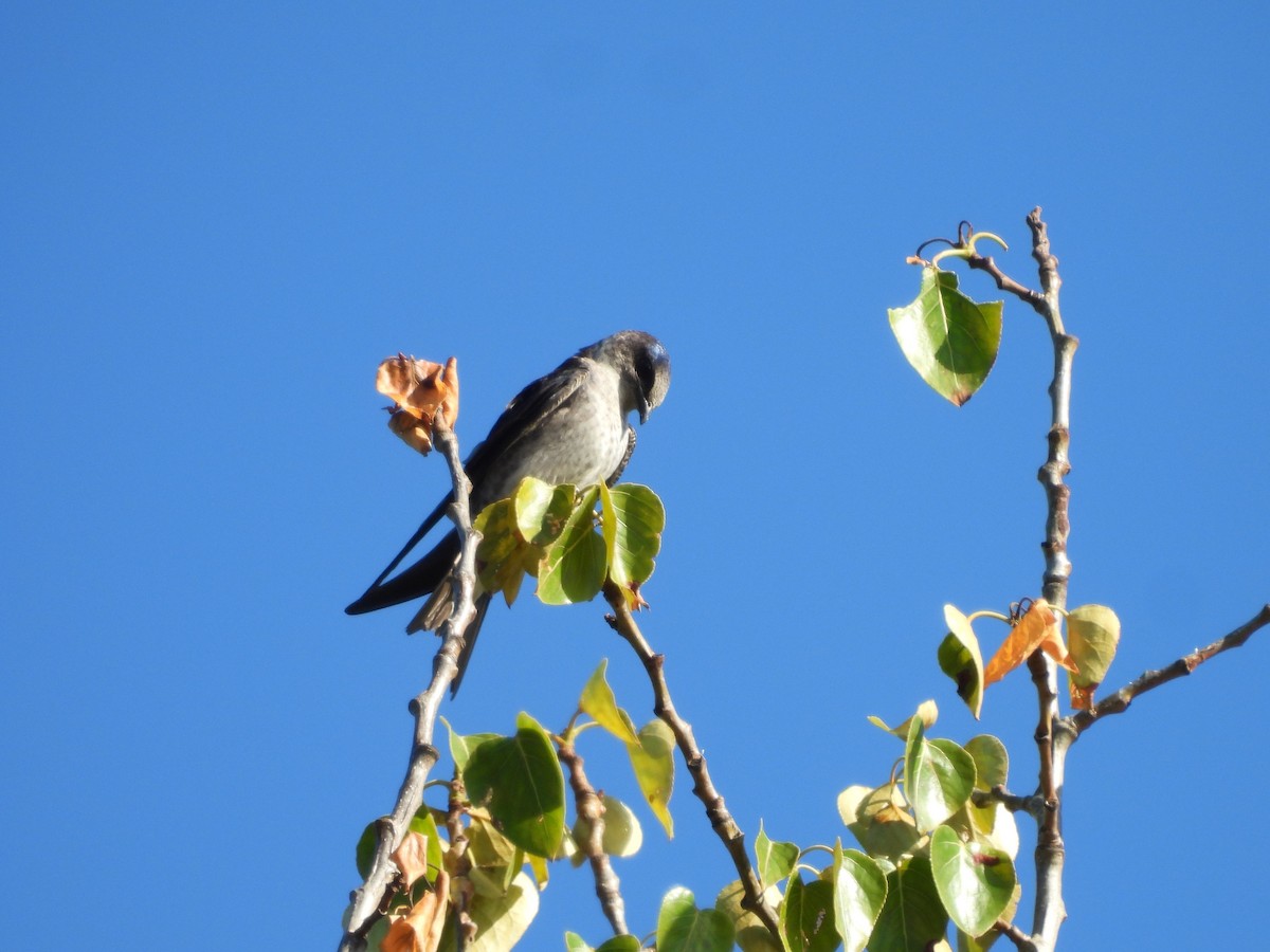 Purple Martin - ML620692370