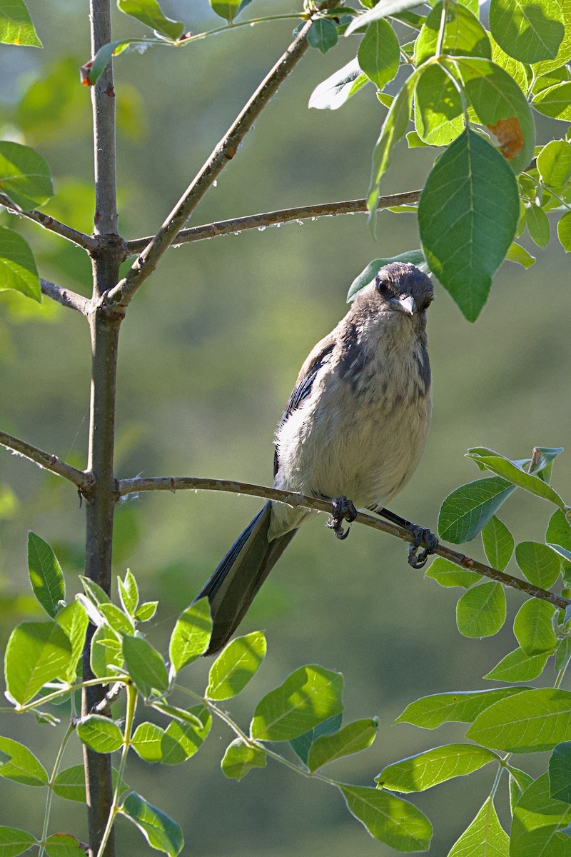 California Scrub-Jay - Brad Kremer