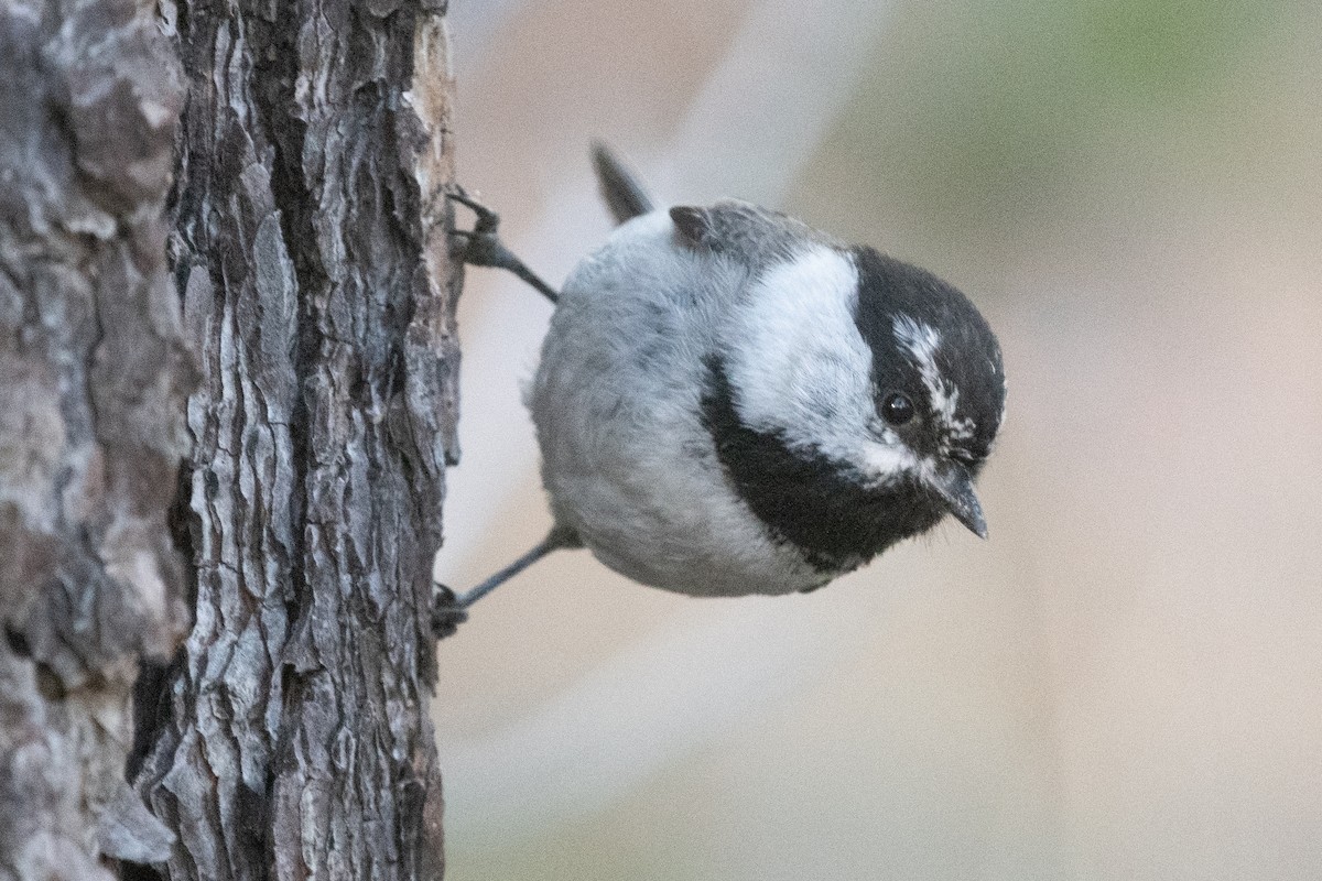 Mountain Chickadee - ML620692372