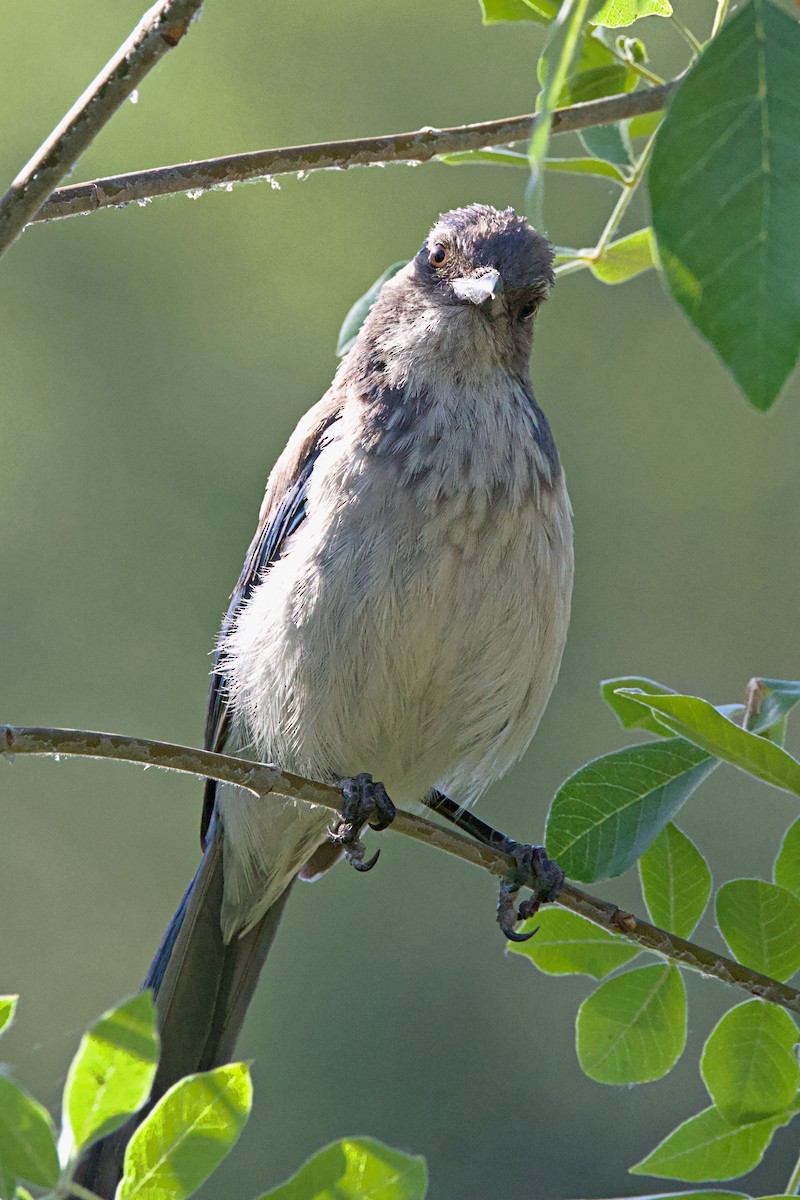 California Scrub-Jay - ML620692373