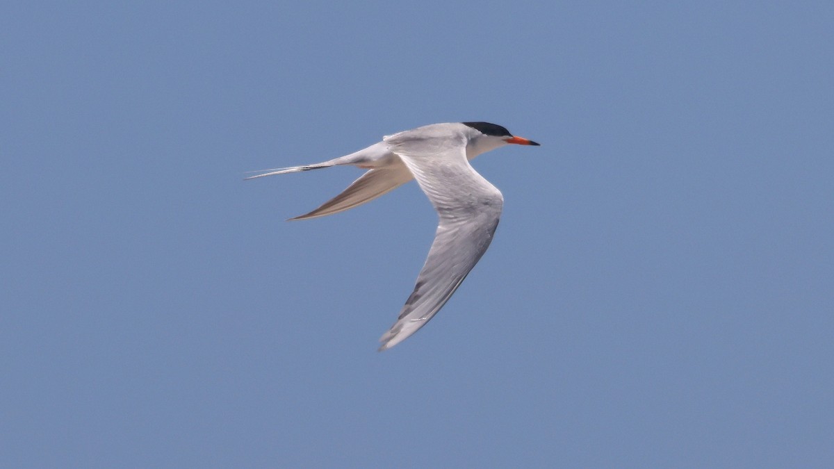 Forster's Tern - ML620692375