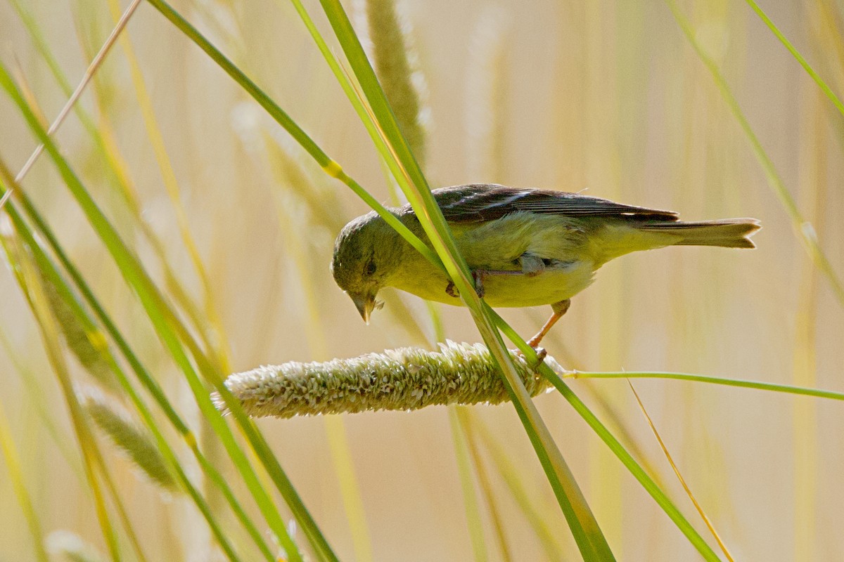 Lesser Goldfinch - ML620692378